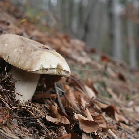 Friendly House Lejlighed *