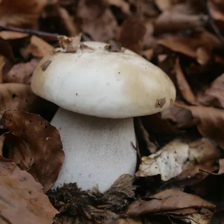 Friendly House * Kolomyia